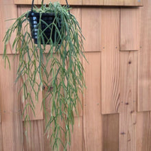 画像をギャラリービューアに読み込む, 【室内におすすめ 観葉植物】ホヤ・リネアリス 4号