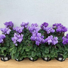 画像をギャラリービューアに読み込む, 【限定30鉢】ミニシクラメン・ドラゴン 3号 ※予約商品:10/12まで 出荷予定:10/17