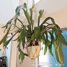 画像をギャラリービューアに読み込む, ビカクシダ・ネザーランド(コウモリラン) 6号