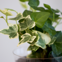 画像をギャラリービューアに読み込む, 【土を使わない観葉植物】つる性テーブルプランツ(Table Plants) アイビー(ヘデラ)寄せ植え