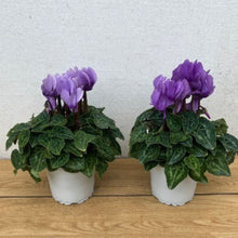 画像をギャラリービューアに読み込む, 【限定30鉢】ミニシクラメン・ドラゴン 3号 ※予約商品:10/12まで 出荷予定:10/17