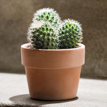 画像をギャラリービューアに読み込む, DEROMA ヴァソペルフェット 13号 ライトグレーorテラコッタ (高さ31cm)