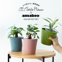 画像をギャラリービューアに読み込む, 【土を使わない観葉植物】テーブルプランツ(Table Plants)×COLOR POT SET