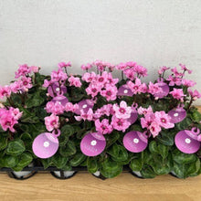 画像をギャラリービューアに読み込む, 【限定30鉢】ミニシクラメン・イリュージア'ピンクラテ' 3号 ※予約商品:10/12まで 出荷予定:10/17