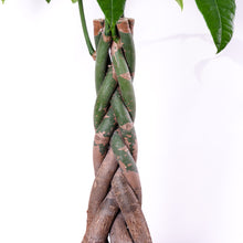 画像をギャラリービューアに読み込む, パキラ ねじり 7号 室内におすすめ 観葉植物