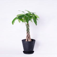 画像をギャラリービューアに読み込む, パキラねじり 7号 おしゃれな鉢カバーセット