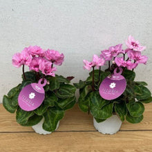 画像をギャラリービューアに読み込む, 【限定30鉢】ミニシクラメン・イリュージア'ピンクラテ' 3号 ※予約商品:10/12まで 出荷予定:10/17