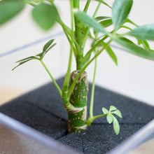 画像をギャラリービューアに読み込む, 【土を使わない観葉植物】テーブルプランツ キューブ (Table Plants CUBE) アウトレット