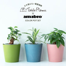 画像をギャラリービューアに読み込む, 【土を使わない観葉植物】テーブルプランツ(Table Plants)×COLOR POT SET