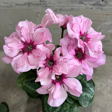 画像をギャラリービューアに読み込む, 【限定30鉢】ミニシクラメン・イリュージア'ピンクラテ' 3号 ※予約商品:10/12まで 出荷予定:10/17