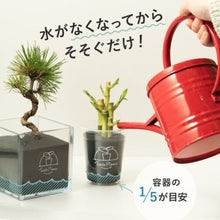 画像をギャラリービューアに読み込む, 【2026年お正月限定セット】テーブルプランツ黒松&バンブーセット ※土を使わない観葉植物