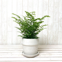 画像をギャラリービューアに読み込む, アジアンタム・フリッツルーシー 4号 アーバンプランツポットセット