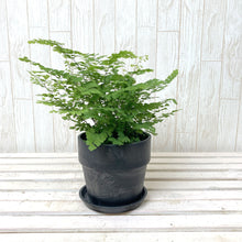 画像をギャラリービューアに読み込む, アジアンタム・フリッツルーシー 4号 アーバンプランツポットセット