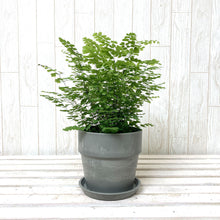 画像をギャラリービューアに読み込む, アジアンタム・フリッツルーシー 4号 アーバンプランツポットセット