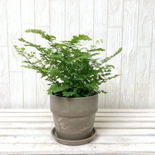 画像をギャラリービューアに読み込む, アジアンタム・フリッツルーシー 4号 アーバンプランツポットセット