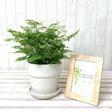 画像をギャラリービューアに読み込む, アジアンタム・フリッツルーシー 4号 アーバンプランツポットセット