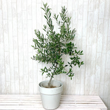 画像をギャラリービューアに読み込む, オリーブの木 7号 フレックスポットカバーセット