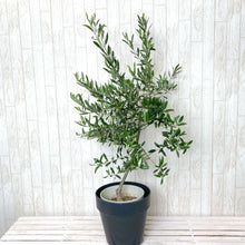 画像をギャラリービューアに読み込む, オリーブの木 7号 フレックスポットカバーセット