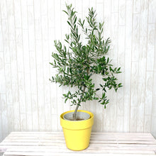 画像をギャラリービューアに読み込む, オリーブの木 7号 フレックスポットカバーセット