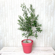 画像をギャラリービューアに読み込む, オリーブの木 7号 フレックスポットカバーセット