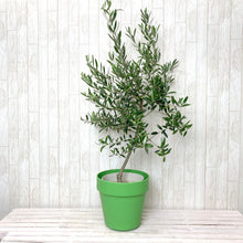 画像をギャラリービューアに読み込む, オリーブの木 7号 フレックスポットカバーセット