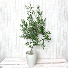 画像をギャラリービューアに読み込む, オリーブの木 7号 フレックスポットカバーセット