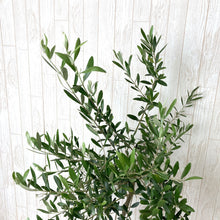 画像をギャラリービューアに読み込む, オリーブの木 7号 フレックスポットカバーセット