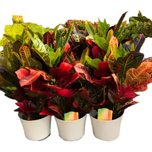 画像をギャラリービューアに読み込む, クロトン・エクセレント 6号 おしゃれなインテリアグリーン