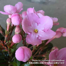 画像をギャラリービューアに読み込む, 【限定30鉢】アッサム・ニオイザクラ 'ココ'(ルクルア) 5号 ※予約商品:12/7まで 出荷予定:12/12