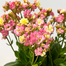 画像をギャラリービューアに読み込む, 【限定30個】カランコエ・メイリーブーケ 5号 ※予約商品:4/27まで 出荷予定:5/6