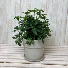 画像をギャラリービューアに読み込む, ホンコンカポック(シェフレラ) 5号 アーバンプランツポットセット