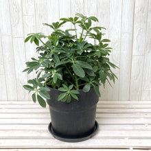 画像をギャラリービューアに読み込む, ホンコンカポック(シェフレラ) 5号 アーバンプランツポットセット