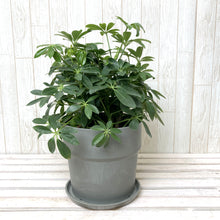 画像をギャラリービューアに読み込む, ホンコンカポック(シェフレラ) 5号 アーバンプランツポットセット