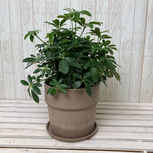 画像をギャラリービューアに読み込む, ホンコンカポック(シェフレラ) 5号 アーバンプランツポットセット