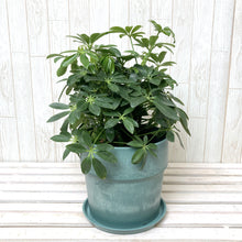 画像をギャラリービューアに読み込む, ホンコンカポック(シェフレラ) 5号 アーバンプランツポットセット