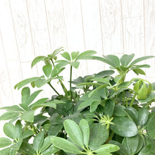 画像をギャラリービューアに読み込む, ホンコンカポック(シェフレラ) 5号 アーバンプランツポットセット