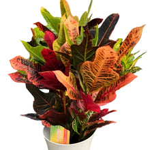 画像をギャラリービューアに読み込む, クロトン・エクセレント 6号 おしゃれなインテリアグリーン