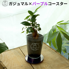 画像をギャラリービューアに読み込む, 【土を使わない観葉植物】 テーブルプランツ(Table Plants) ×カラフルCRYSTAL COASTERセット