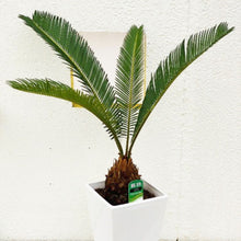 画像をギャラリービューアに読み込む, 【販売期間:10月22日まで】ソテツ(蘇鉄) 6号
