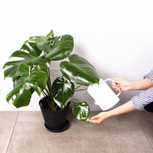 画像をギャラリービューアに読み込む, モンステラ・アダンソニー 6号 シンプルでおしゃれな植木鉢カバーセット