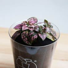 画像をギャラリービューアに読み込む, 【土を使わない観葉植物】つる性テーブルプランツ(Table Plants)ヒポエステス