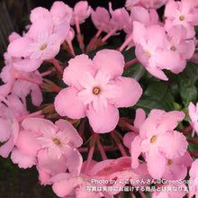 画像をギャラリービューアに読み込む, 【限定30鉢】アッサム・ニオイザクラ 'ココ'(ルクルア) 5号 ※予約商品:12/7まで 出荷予定:12/12