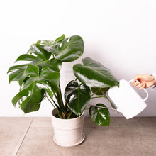 画像をギャラリービューアに読み込む, モンステラ・アダンソニー 6号 シンプルな鉢カバー&ポットスタンドセット
