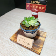 画像をギャラリービューアに読み込む, 【一点物】ハオルチア・オブツーサ錦 2号 信楽焼(丸鉢)セット