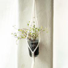 画像をギャラリービューアに読み込む, 【土を使わない観葉植物】つる性テーブルプランツ(Table Plants) ×ハンギングセット