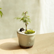 画像をギャラリービューアに読み込む, もみじのミニ盆栽 萬古焼鉢セット 3.5号 1鉢