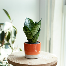 画像をギャラリービューアに読み込む, 【土を使わない観葉植物】カラー グレイズド ポット カバーセット (2号相当) ※テーブルプランツ(Table Plants)アレンジ