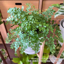 画像をギャラリービューアに読み込む, 【限定30個】アジアンタム・フラグランス 5号 ※予約商品:11/17まで 出荷予定:11/22より