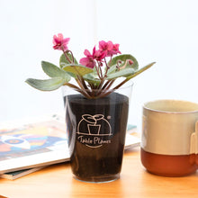 画像をギャラリービューアに読み込む, 【土を使わない花】テーブルプランツ (Table Plants) セントポーリア ※数量限定/予約商品