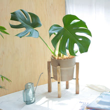 画像をギャラリービューアに読み込む, モンステラ・アダンソニー 6号 シンプルな鉢カバー&ポットスタンドセット